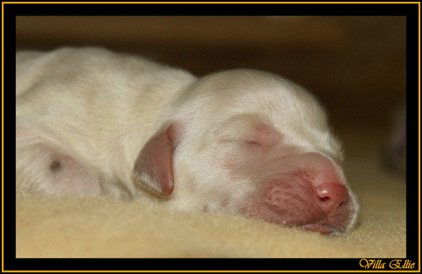 comprar golden retriever villa ellie